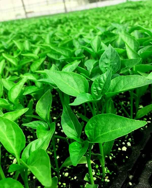 تصویر 3 از نشا فلفل دلمه‌ ای گوشتی با رنگ‌ بندی متنوع